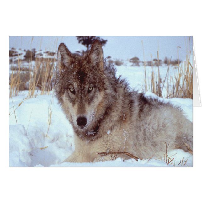 Lobo Gris En Invierno (Anverso (Horizontal))