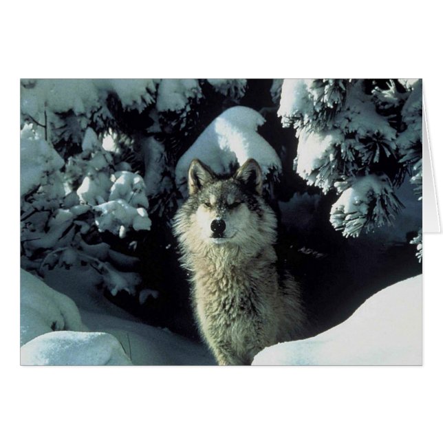Lobo gris en peligro (Anverso (Horizontal))