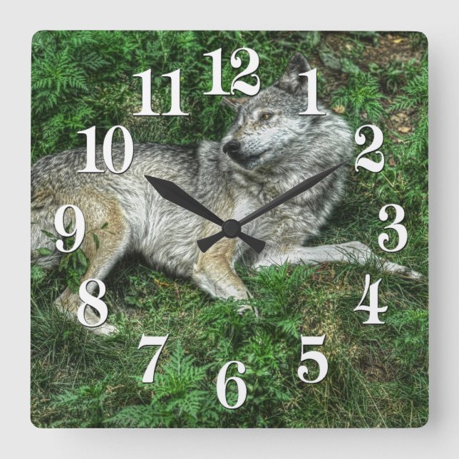 Lobo gris en reposo 2 Reloj de vida silvestre (Anverso)