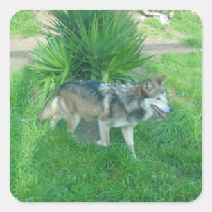 Lobo gris mexicano #1 Pegatinas