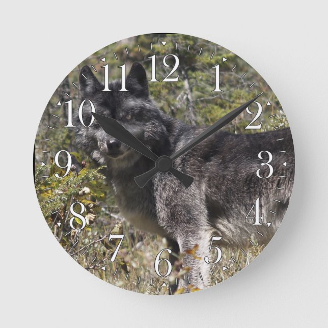 Lobo gris oscuro y reloj fotográfico de pastura fo (Anverso)