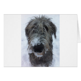 lobo irlandés jugando en la nieve