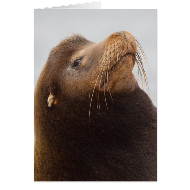 Lobo Marino de California (Frente)