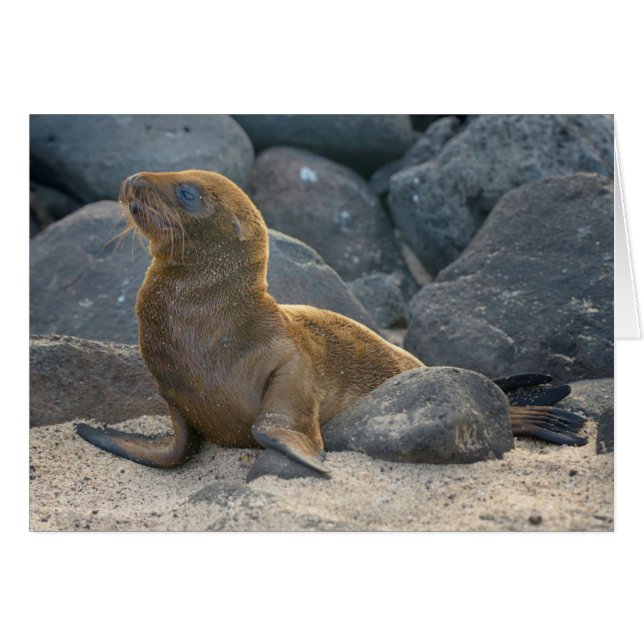 Lobo Marino de Galápagos (Anverso (Horizontal))