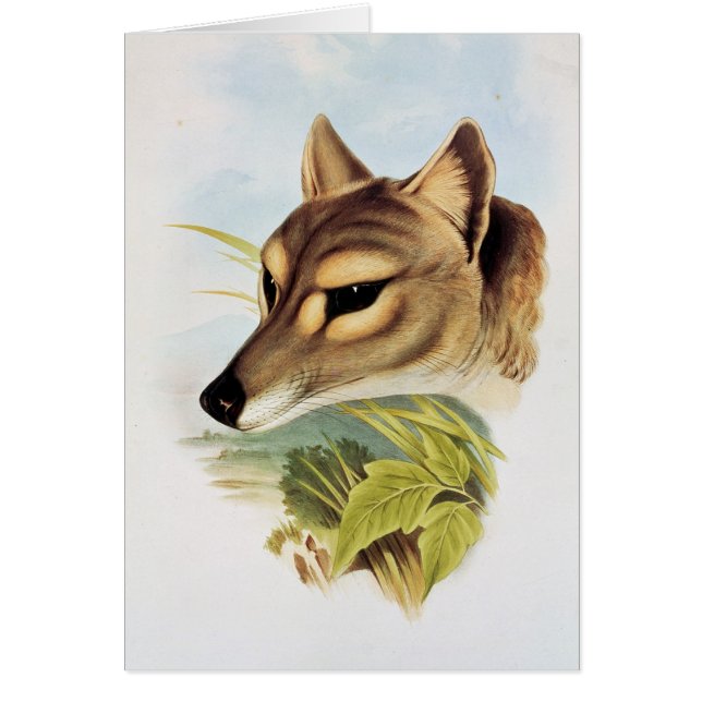 Lobo o tigre tasmano (Frente)