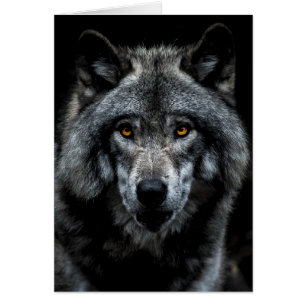 Lobo Ojos Naranjas Animal Salvaje Naturaleza