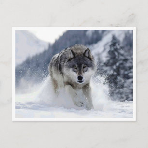 Lobo polar. Tarjeta postal