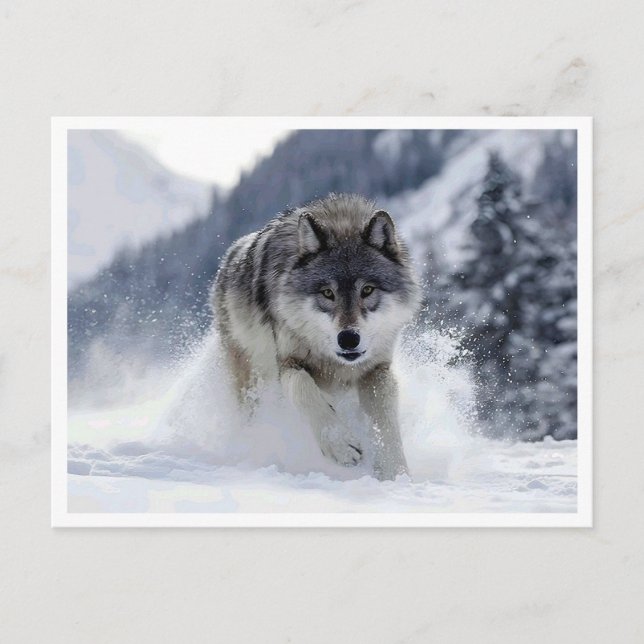 Lobo polar. Tarjeta postal (Anverso)