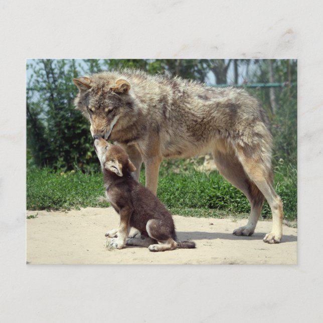 lobo postal y cachorro (Anverso)