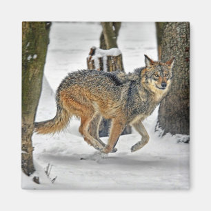 Lobo que corre en imán de la nieve