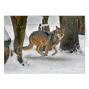 Lobo que corre en nieve