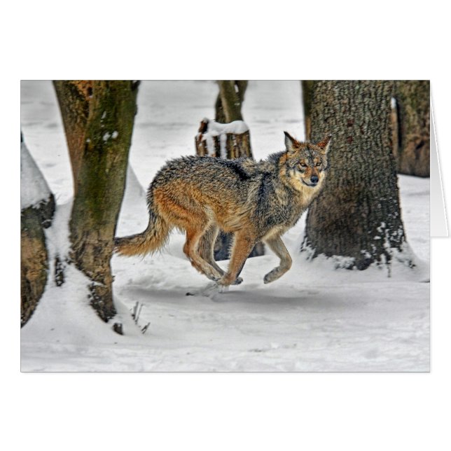 Lobo que corre en nieve (Anverso (Horizontal))