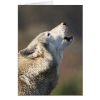 Lobo que grita
