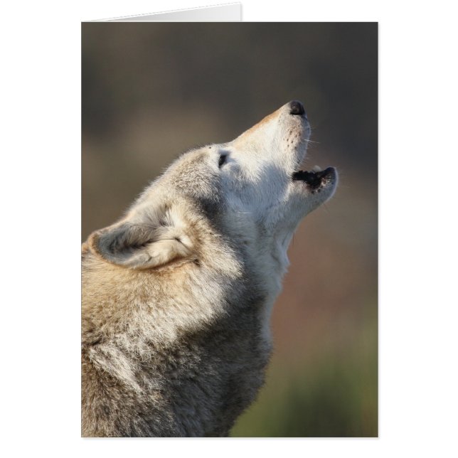 Lobo que grita (Frente)