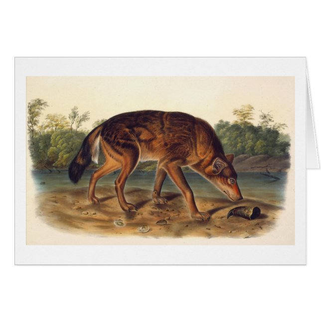 Lobo rojo de Tejas (Anverso (Horizontal))