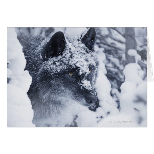 Lobo solitario en la nieve (Anverso (Horizontal))