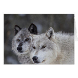 Lobos (Canus lupus) Yellowstone occidental