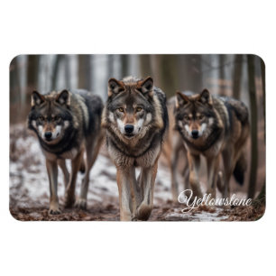 Lobos de imanes de piedra amarilla