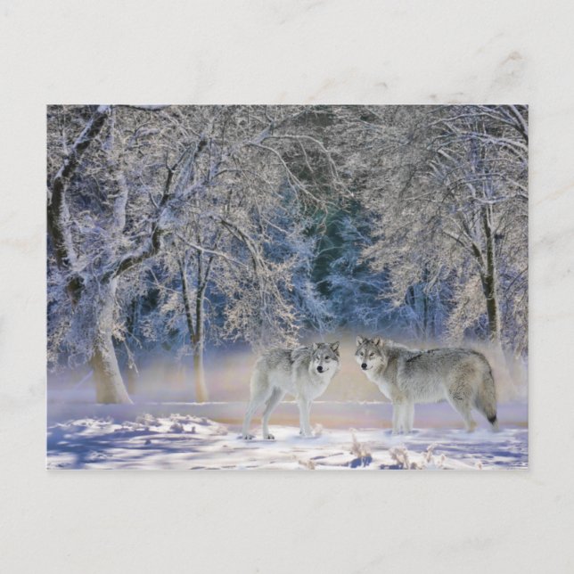 Lobos de la postal de Yellowstone (Anverso)