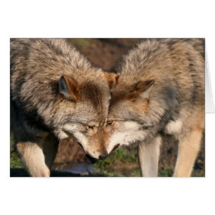 lobos grises europeos