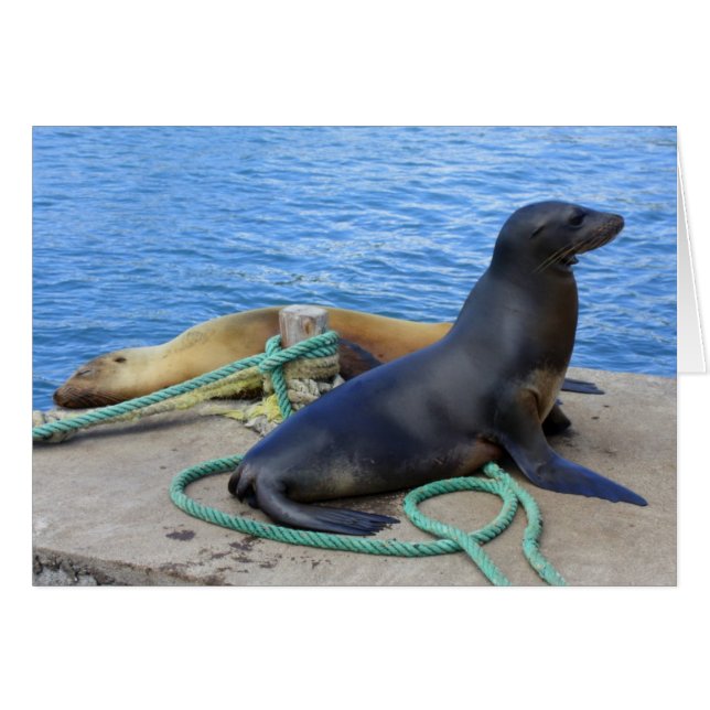 Lobos Marinos (Anverso (Horizontal))