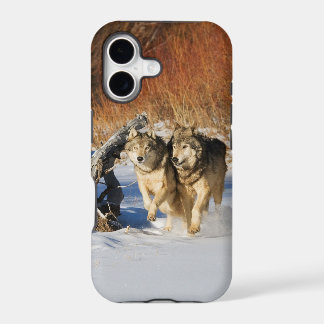 Lobos que corren en caso del iPhone 4 de la nieve