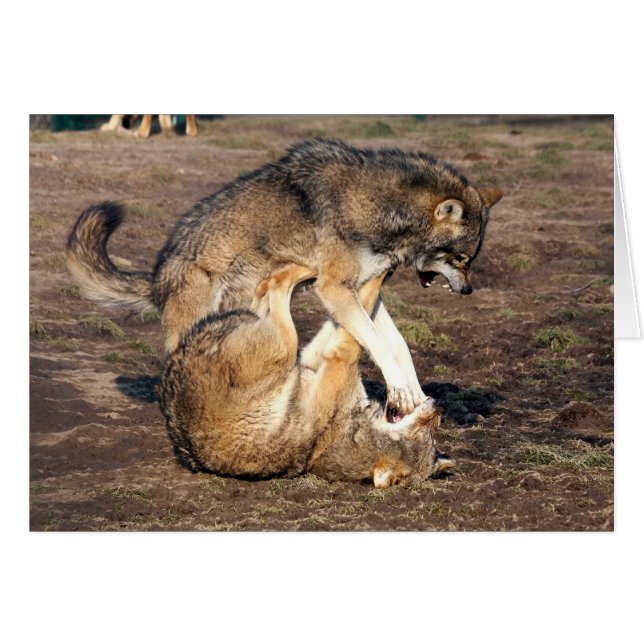 lobos que luchan (Anverso (Horizontal))