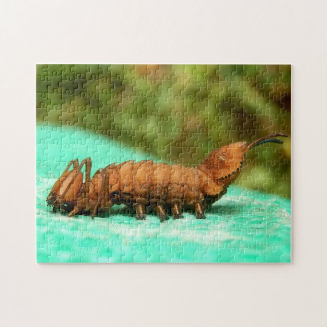 Lobster Moth Caterpillar Photo Puzzle and Gift Box (Horizontal)