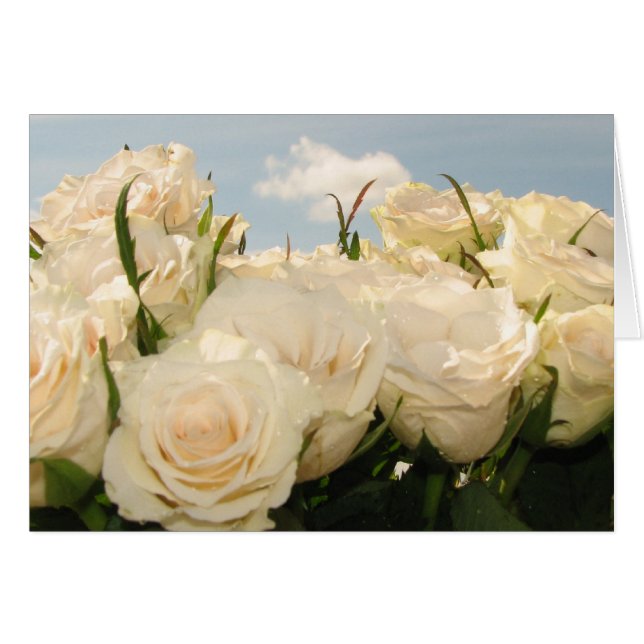 Locura de rosa blanco (Anverso (Horizontal))