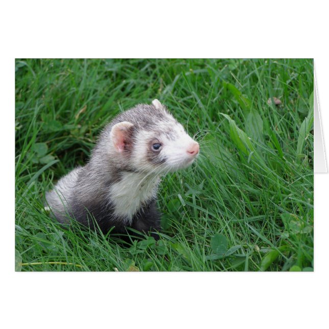 Logan (Anverso (Horizontal))