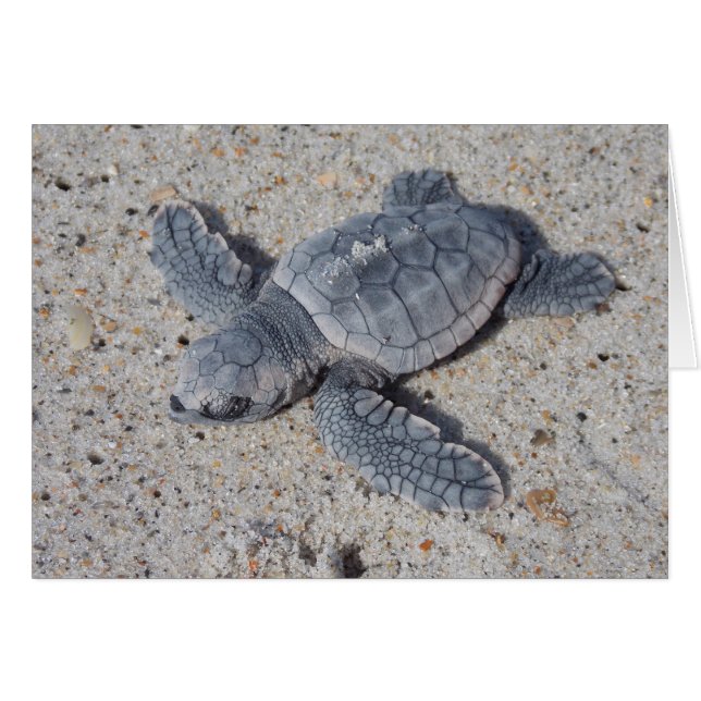 Loggerhead Rescate II (Anverso (Horizontal))