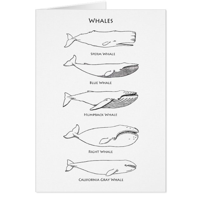 Logotipo de las ballenas (Frente)