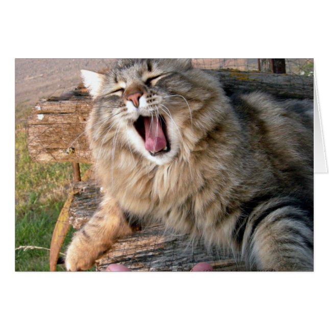 LOL Maine Coon (Anverso (Horizontal))