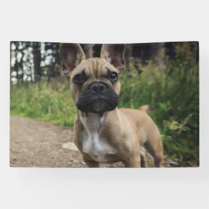 Lona Almohada de French Bulldog