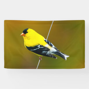 Lona American Goldfinch - Fotografía original