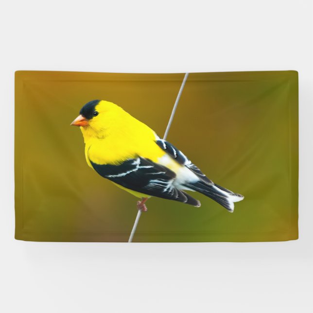 Lona American Goldfinch - Fotografía original (Horizontal)