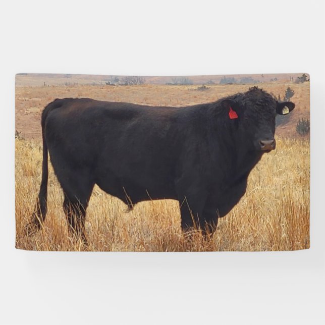 Lona Angus negros Steer Grazing con su manada (Horizontal)