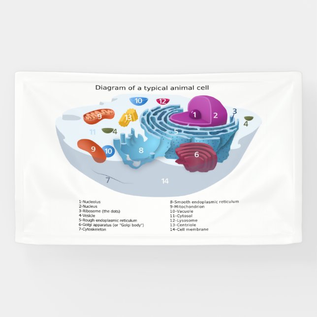 Lona Animal Cell Diagram labeled  (Horizontal)