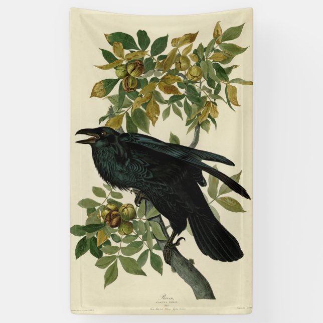 Lona Arte clásico Audubon Raven (Vertical)