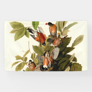 Lona Audubon American Robin Wildlife Bird Ilustracion