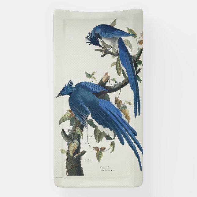 Lona Audubon Columbia Jay Black Thropie Magpie Jay (Vertical)