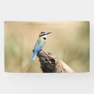 Lona Bee-eater