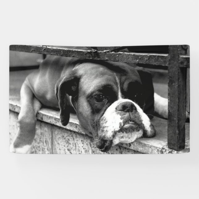 Lona Boxer Dog En Windowsill bnrcn (Horizontal)