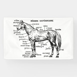Lona Caballo