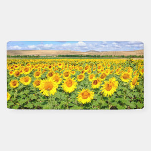 Lona Campo de girasol