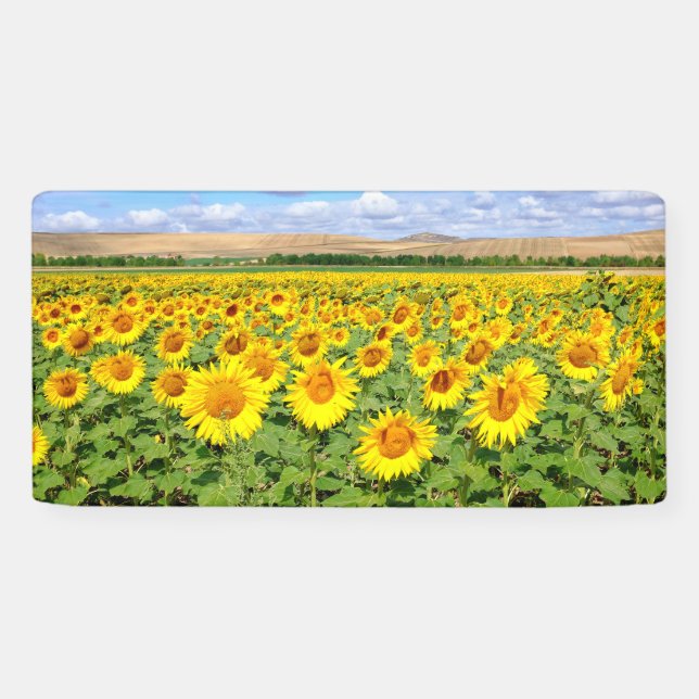 Lona Campo de girasol (Horizontal)