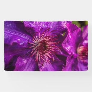 Lona Clematis El Presidente