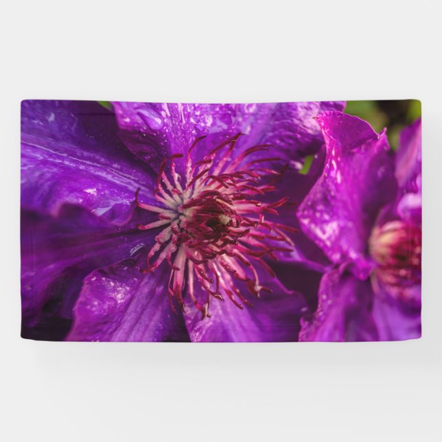 Lona Clematis El Presidente (Horizontal)