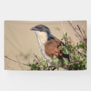 Lona Coucal de Burchell
