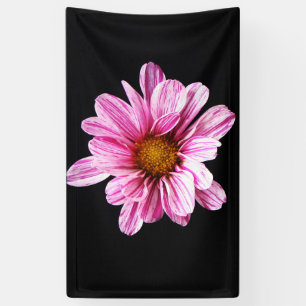 Lona Crysanthemum Flower bnra
